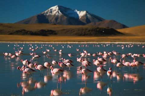CHILE Y SUS FLAMENCOS